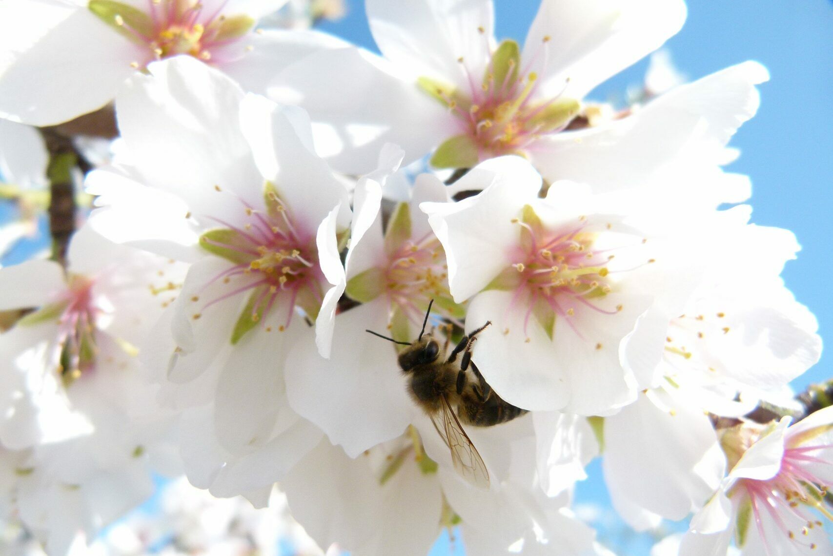 abeja polinizando en un almendro