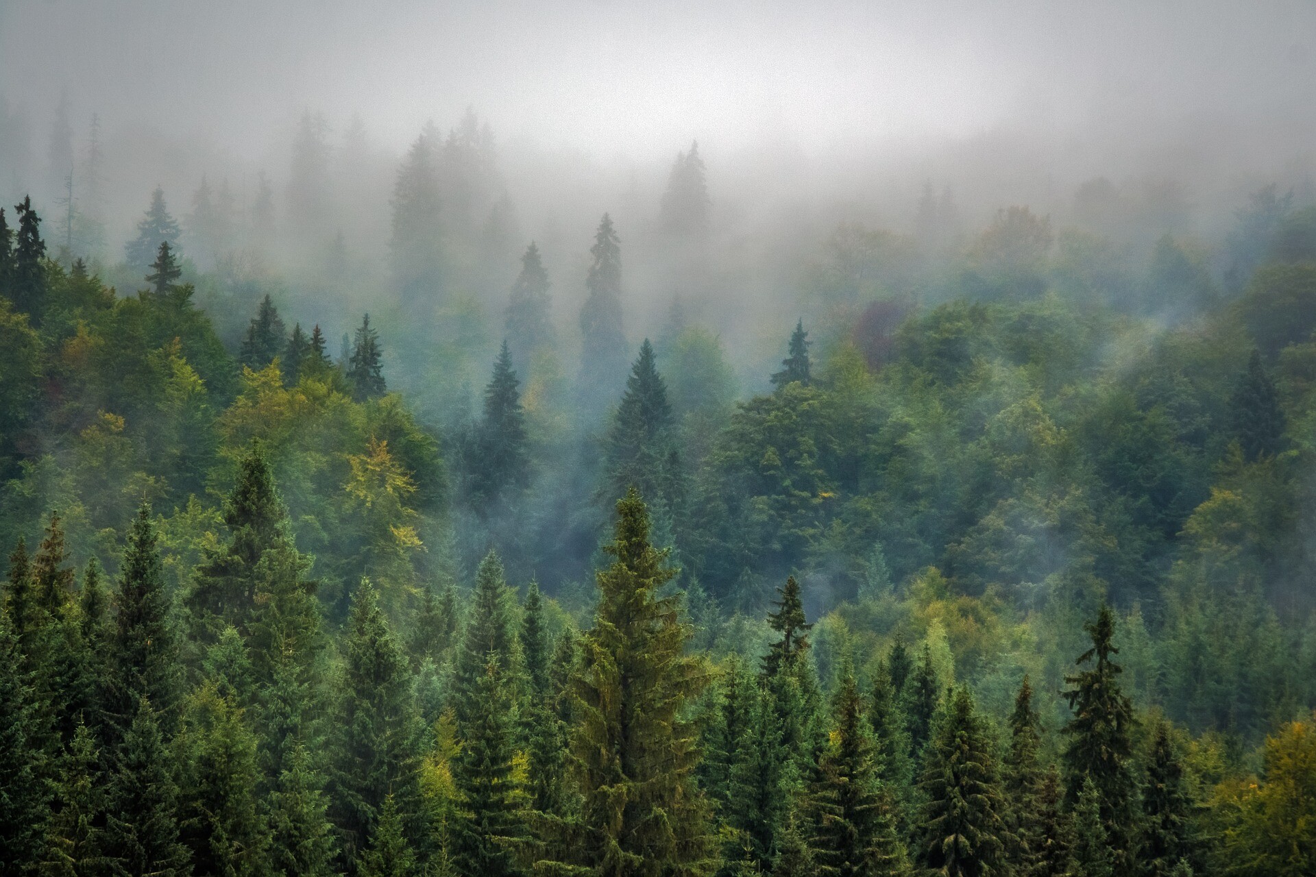 Origins planta arboles contra la deforestación